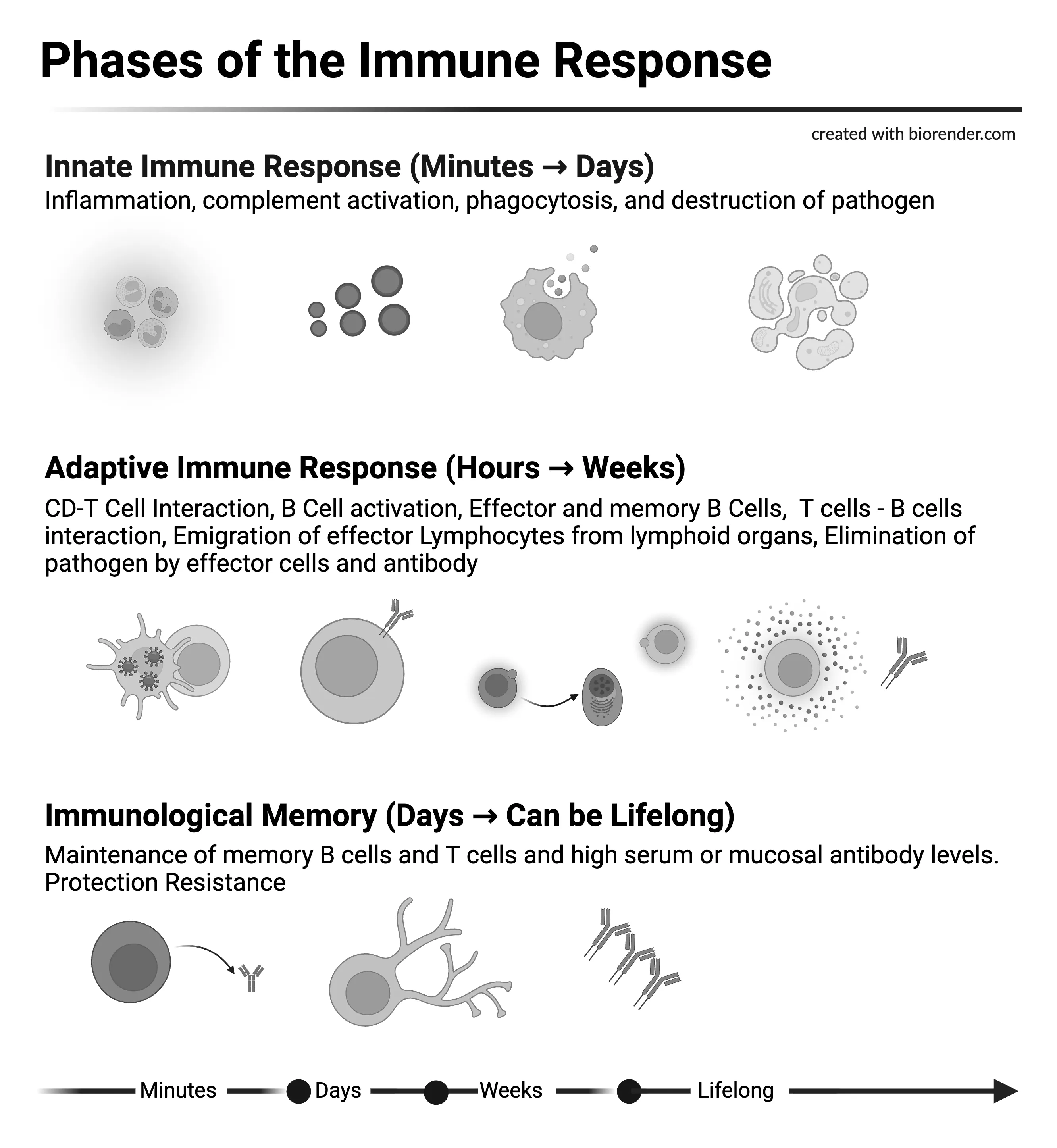 Phases of the Immune Response