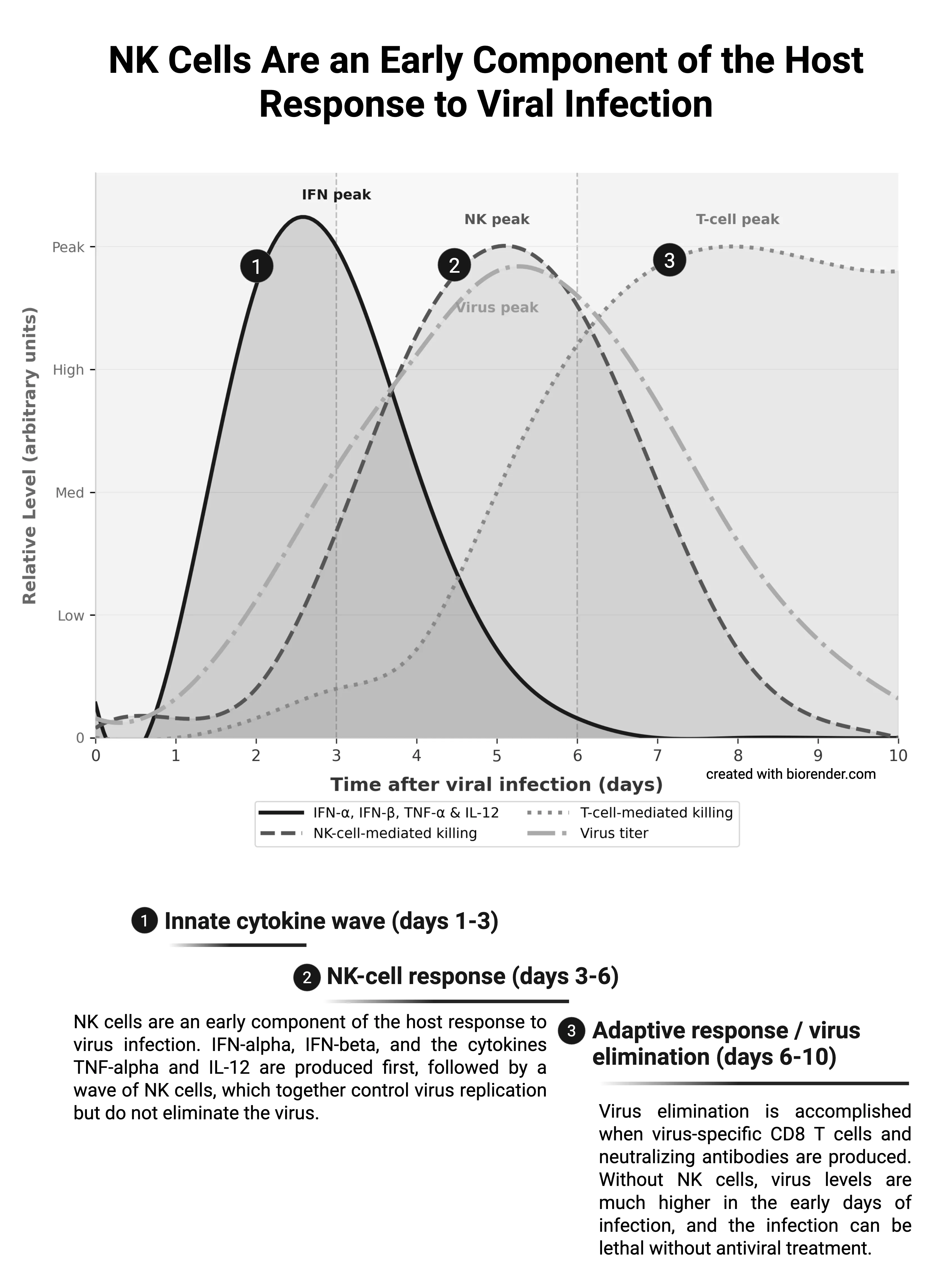 NK Cells and the Host Response to Virus Infection