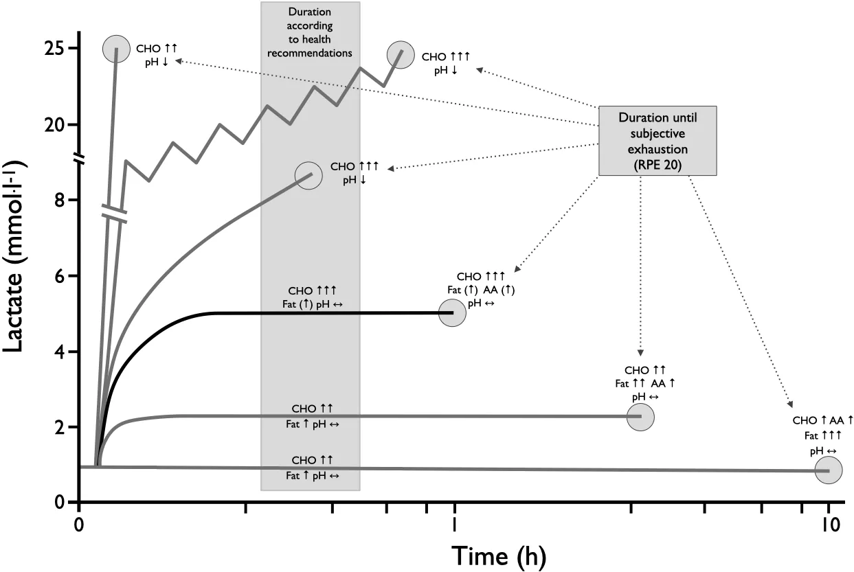 Exercise Strain lactate HPA SNS CHO Fat AA