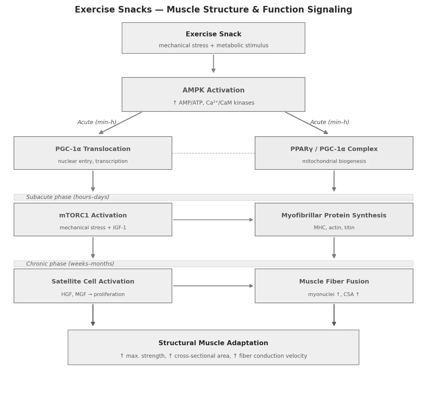 Muscle Structure & Function Signaling
