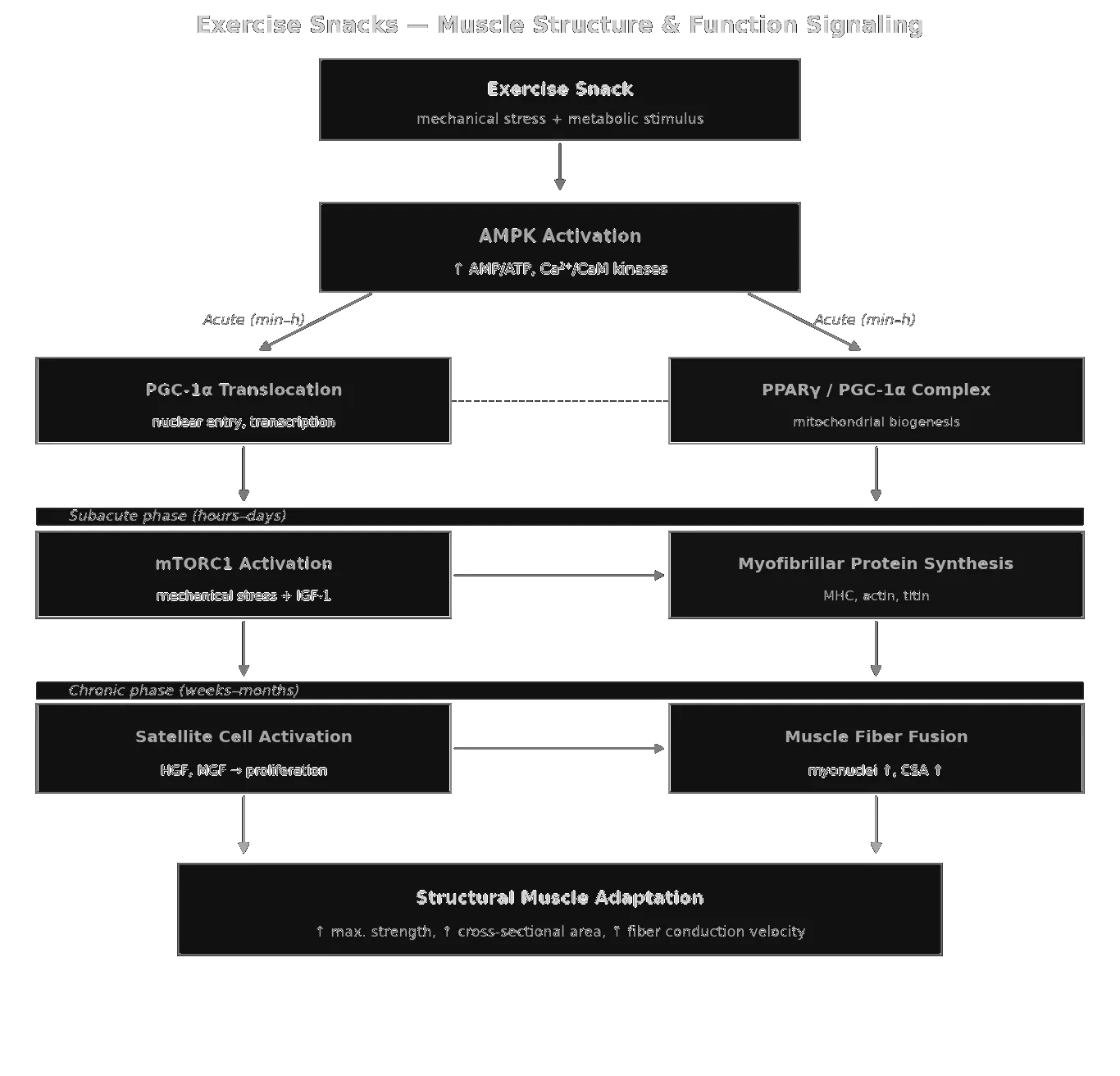 Muscle Structure & Function Signaling