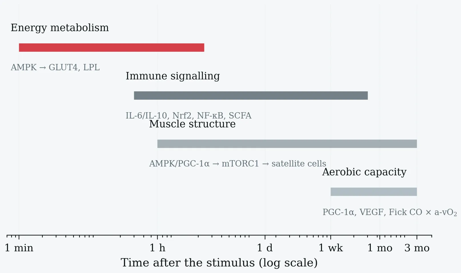 Timescales of the four adaptation domains after a short exercise bout