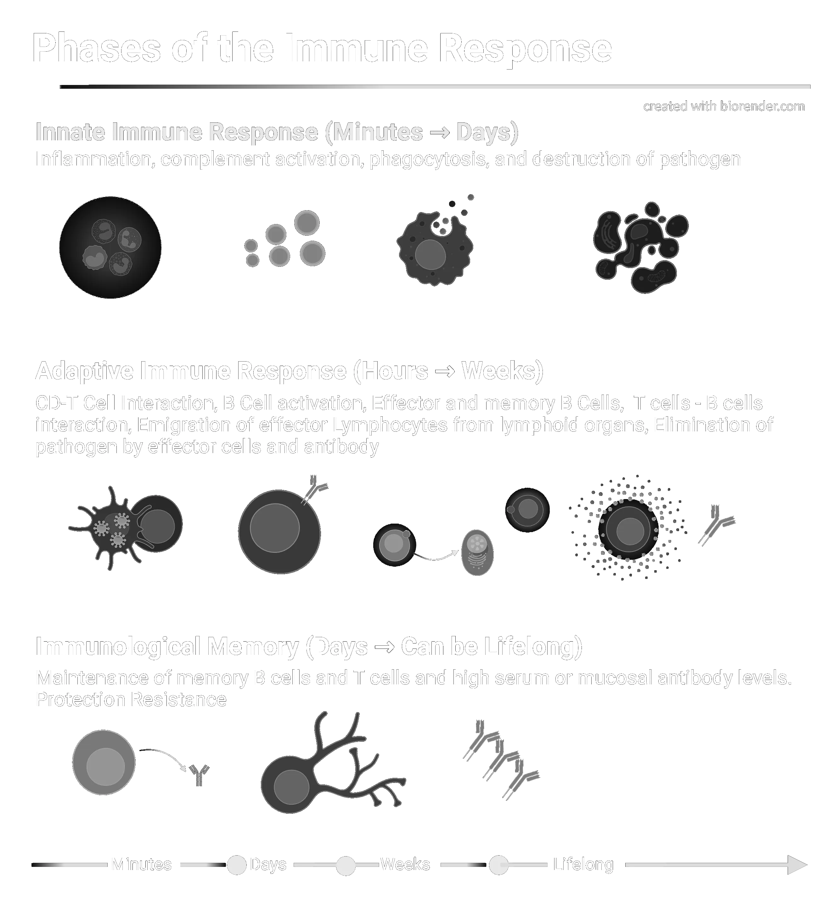 Phases of the Immune Response