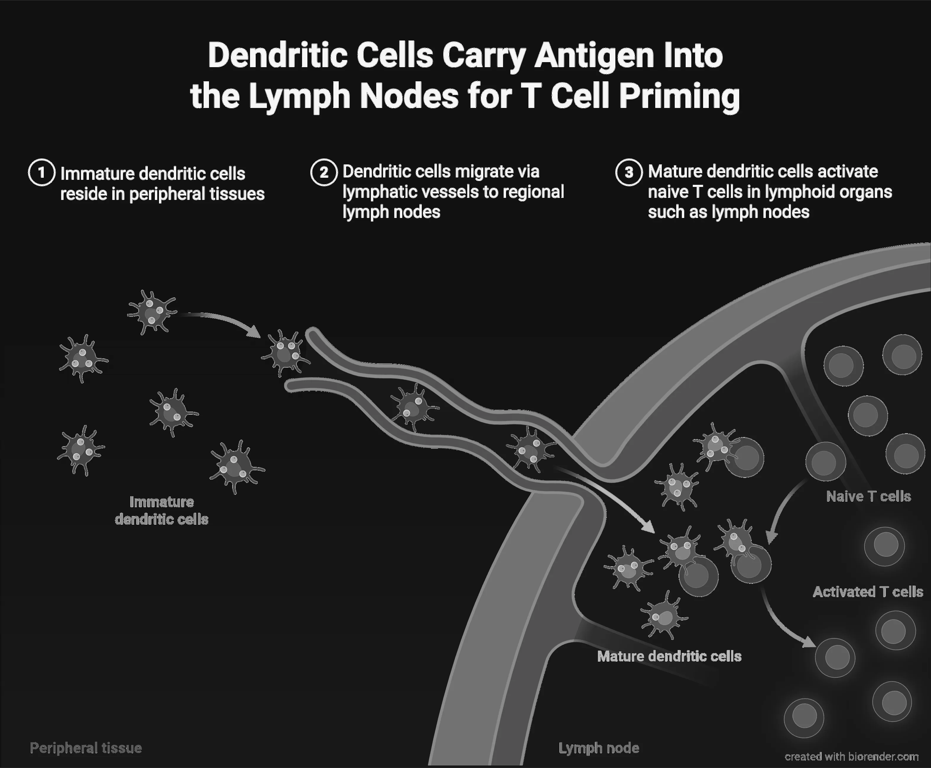 Dendritic Cells Carry Antigen Into the Lymph Nodes for T Cell Priming