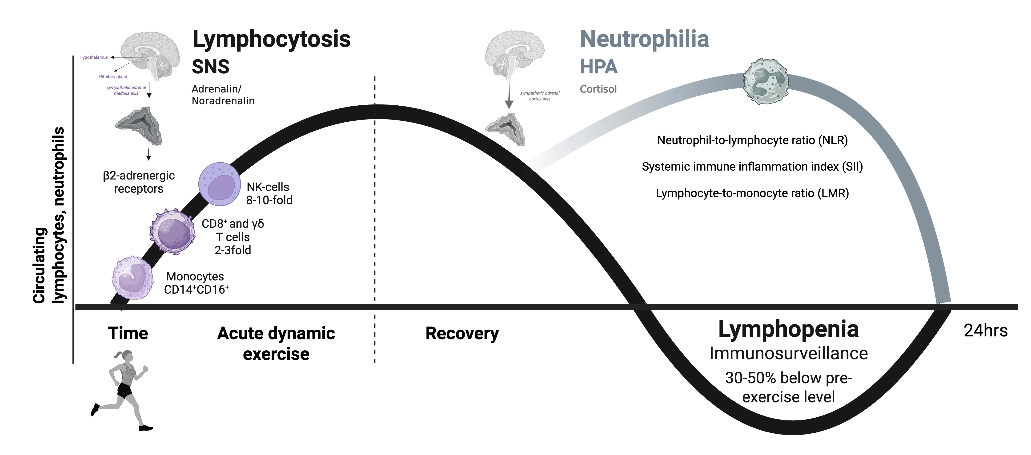 The Biphasic Immune Cell Response to Dynamic Acute Physical Stress
