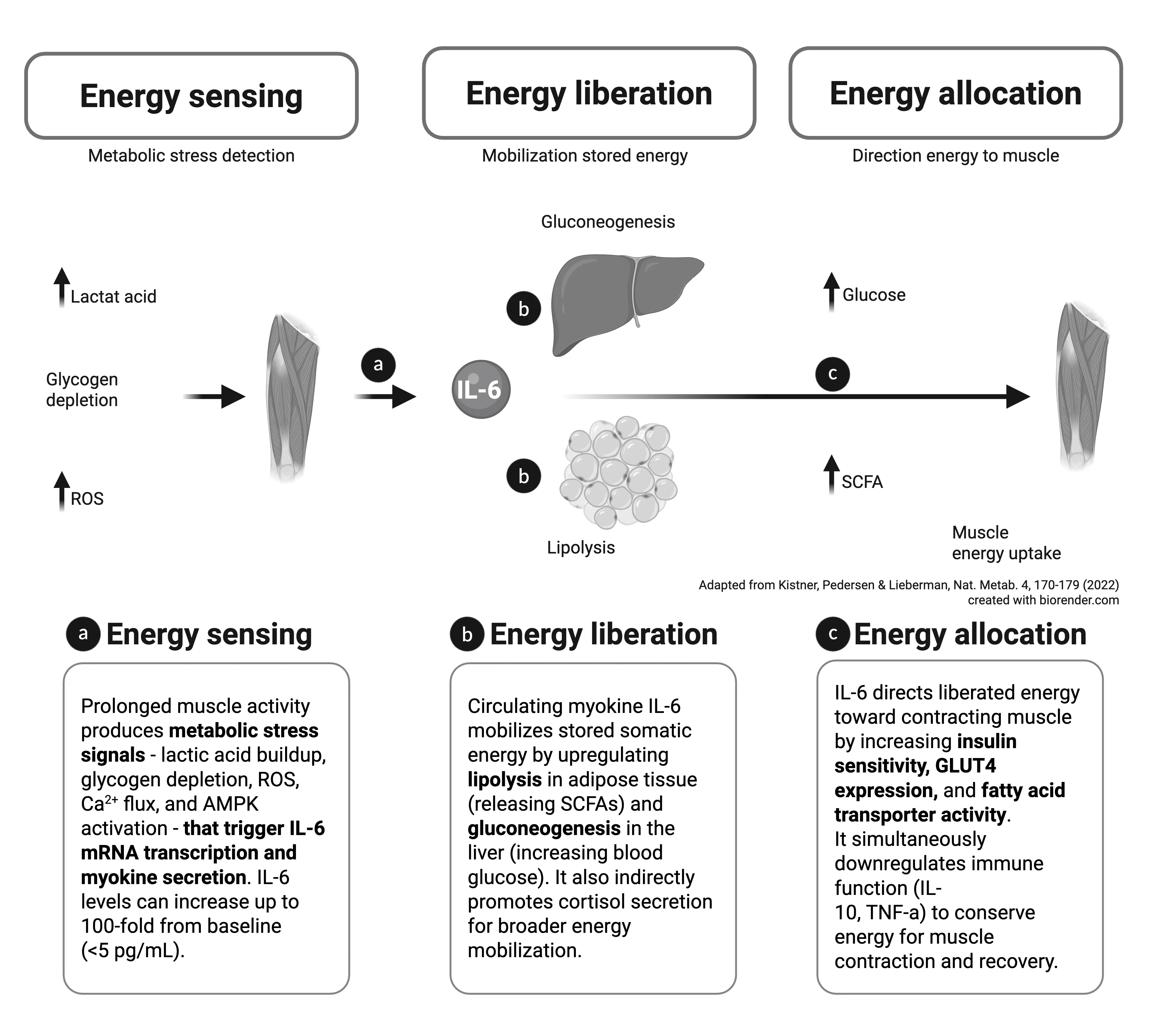 Myokine IL-6 as a Short-Term Energy Allocator During Physical Activity