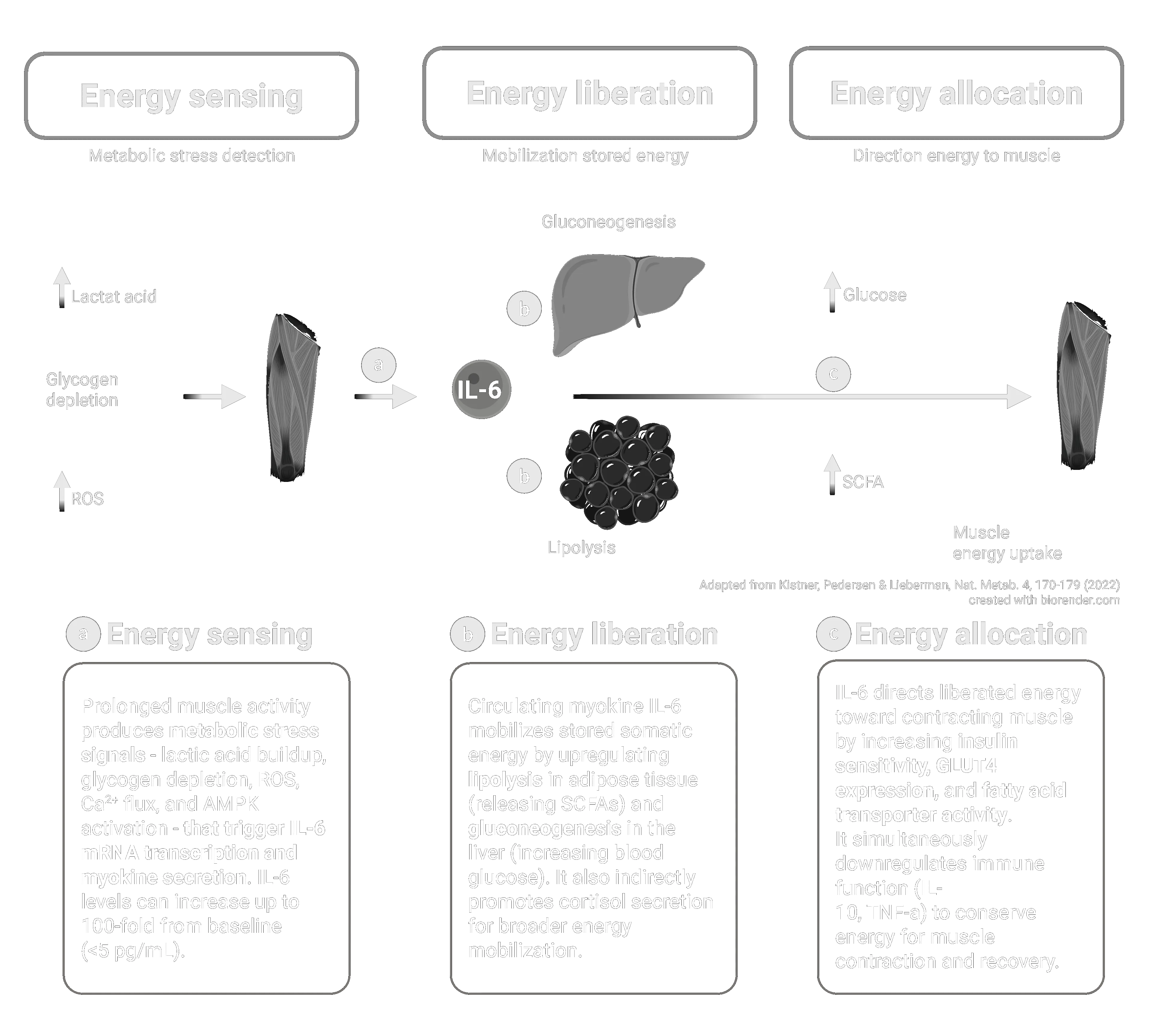 Myokine IL-6 as a Short-Term Energy Allocator During Physical Activity