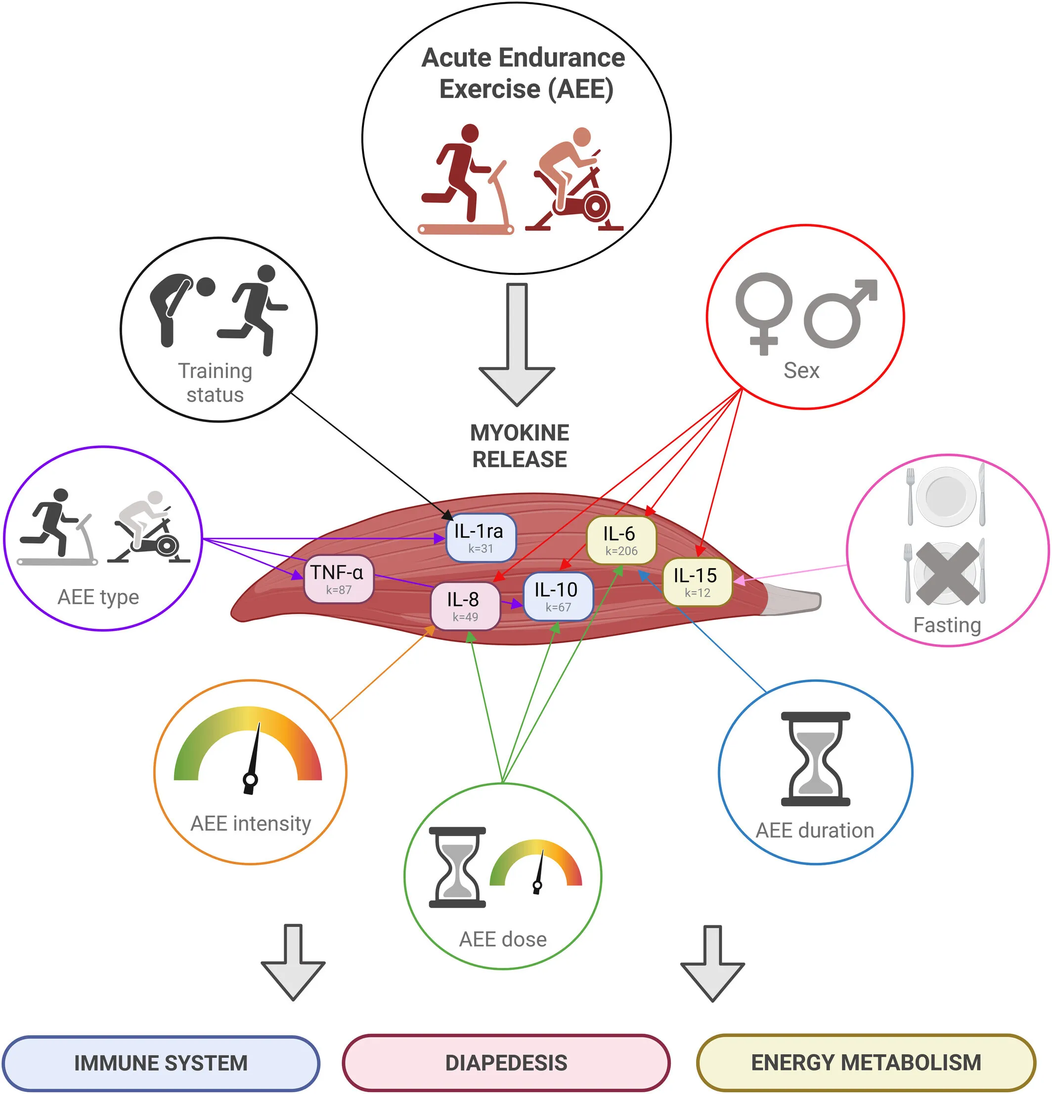 Circulating Myokine Responses to Acute Endurance Exercise