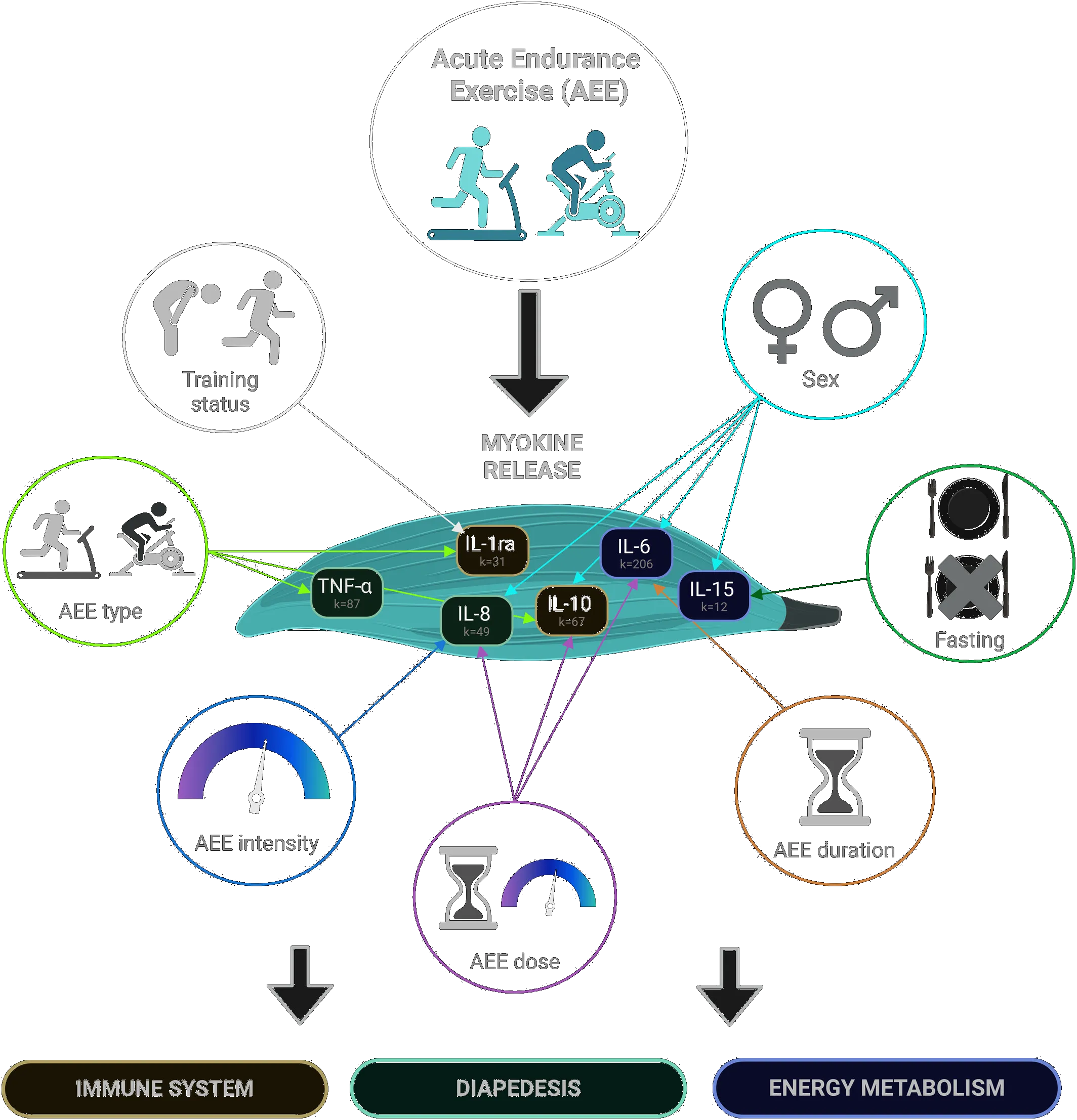 Circulating Myokine Responses to Acute Endurance Exercise