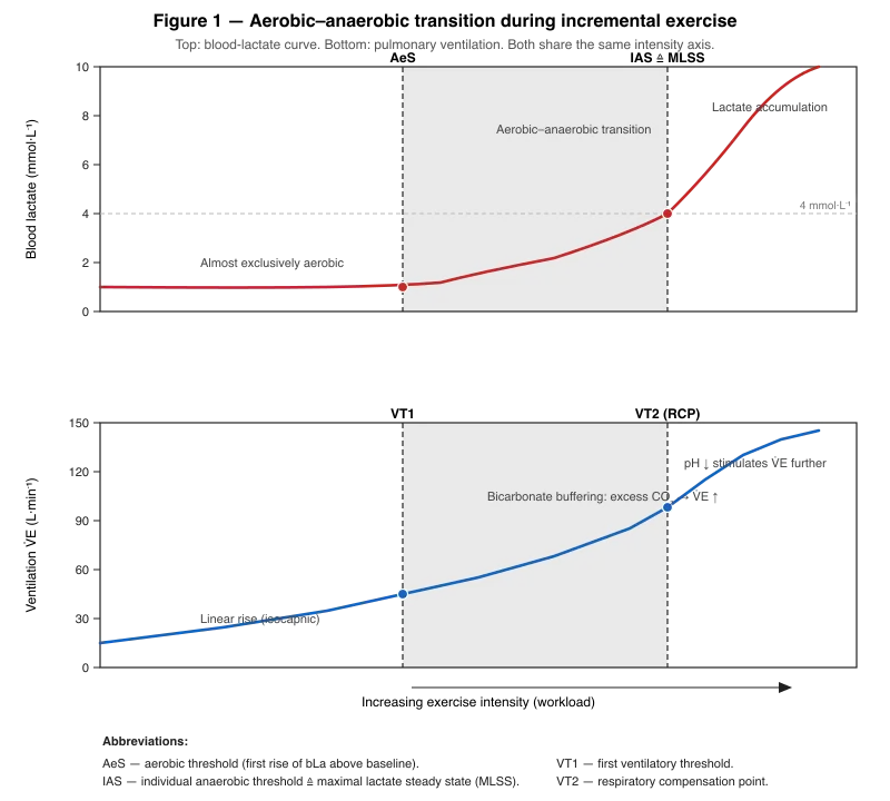 Aerobic-anaerobic transition during incremental exercise