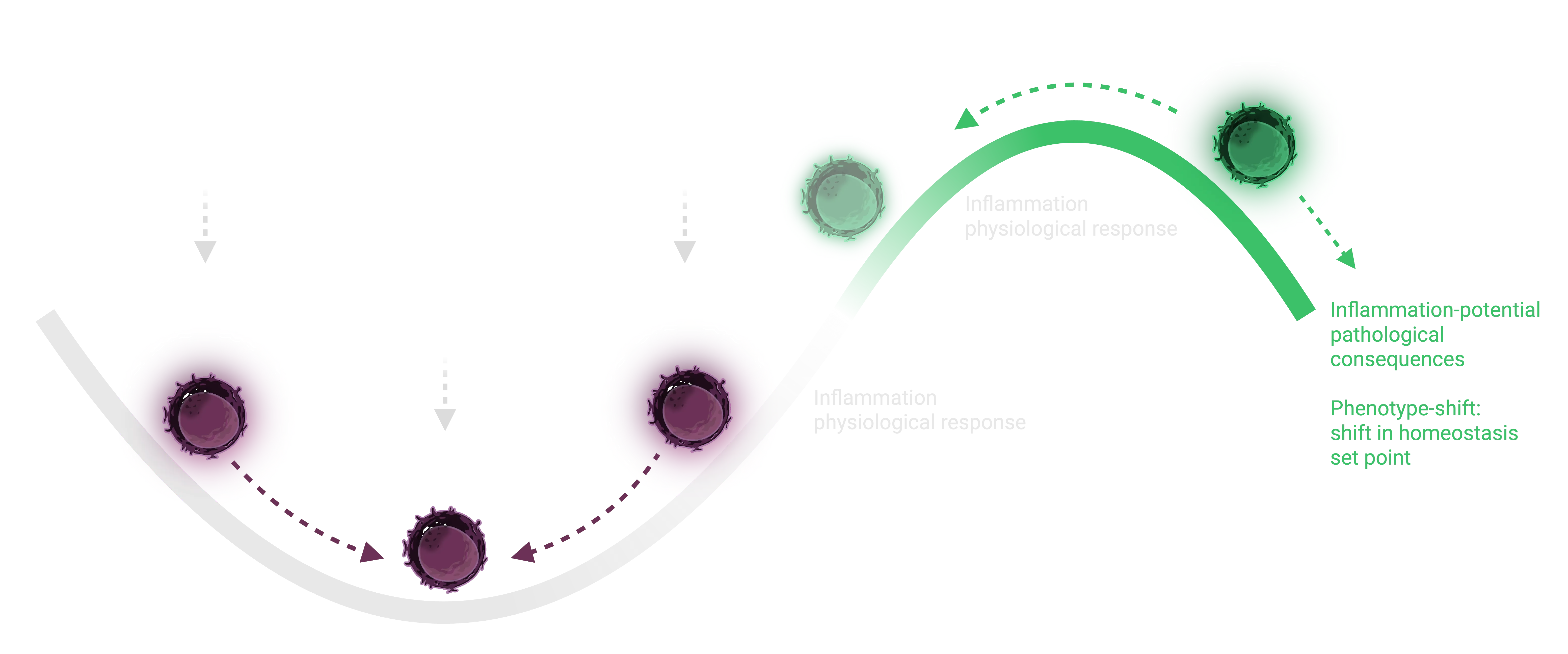 Homeostasis