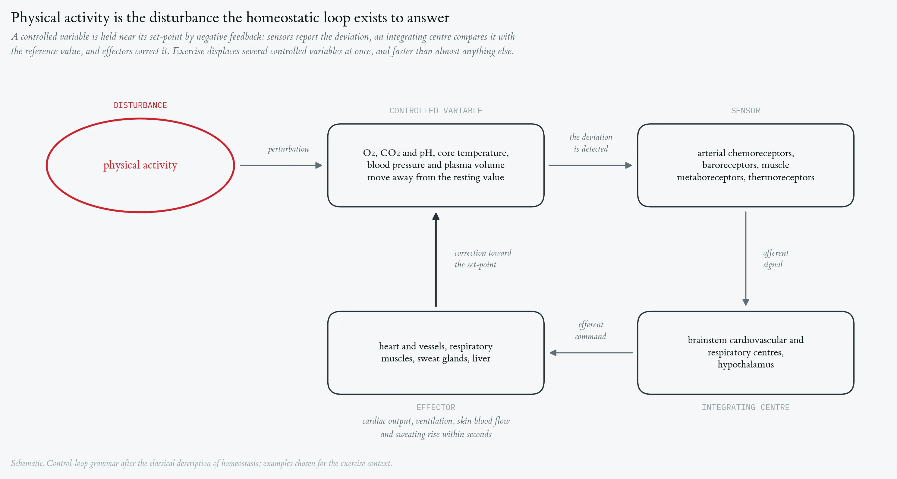 Homeostasis