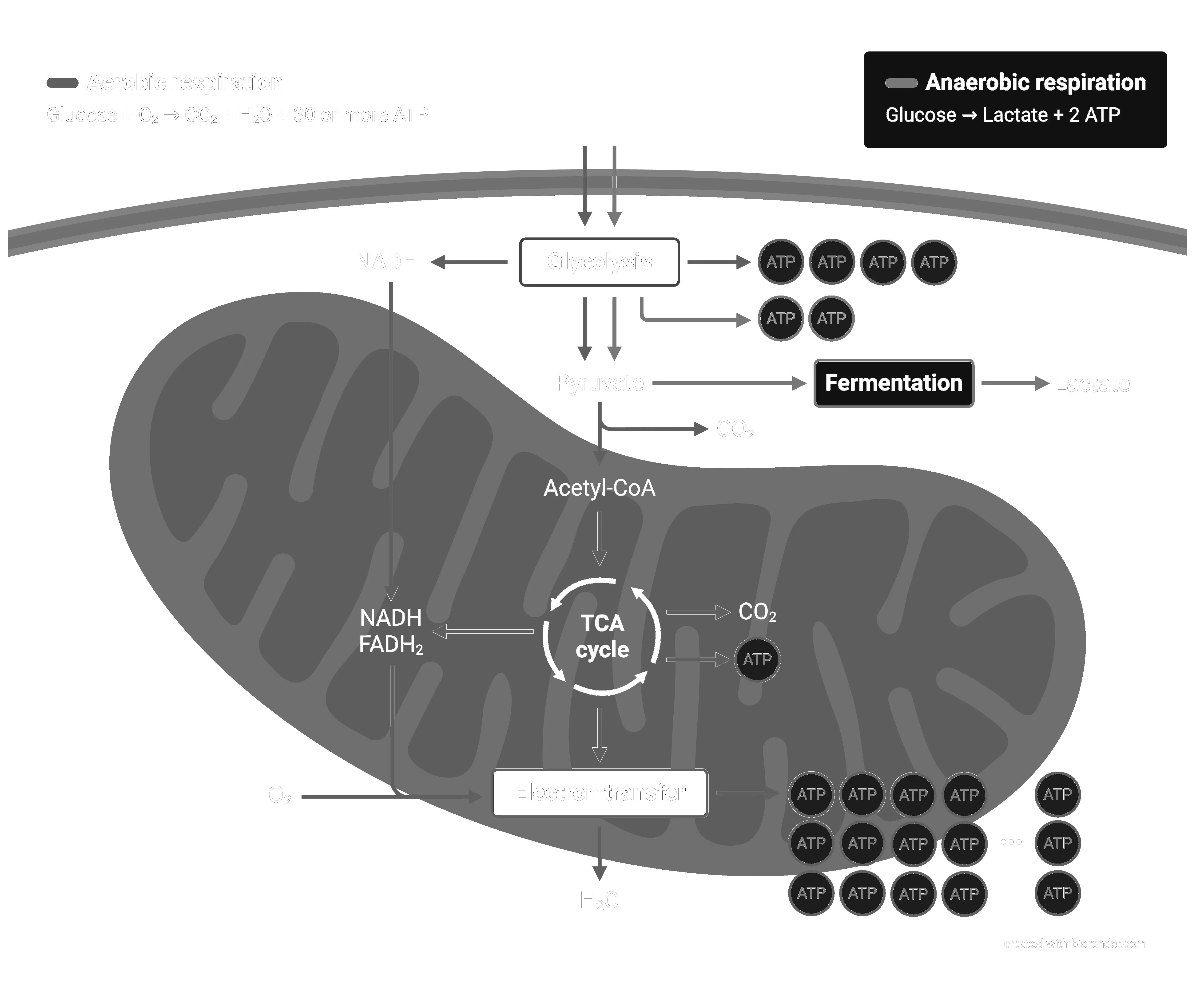 Cellular Respiration