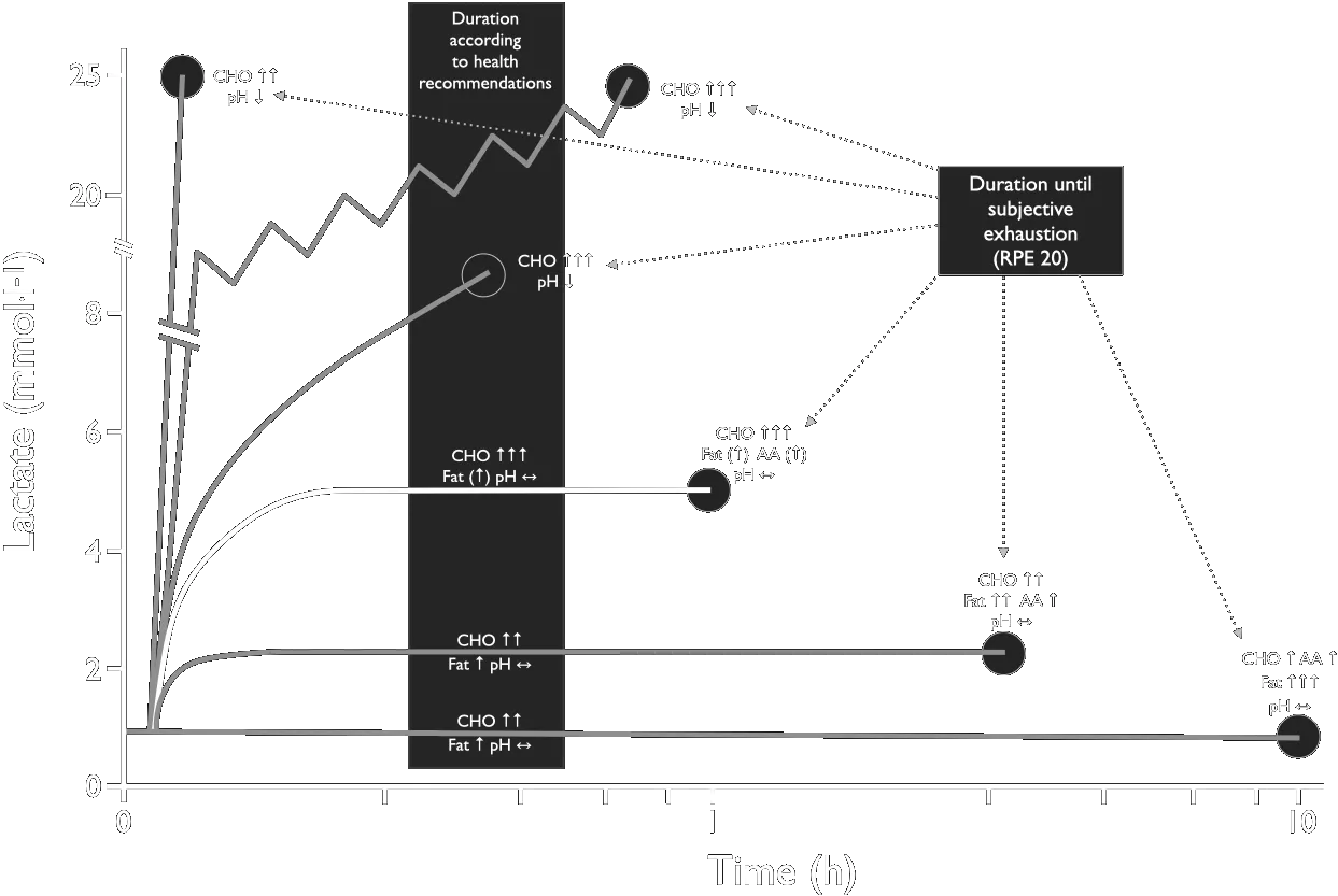 Exercise Strain lactate HPA SNS CHO Fat AA