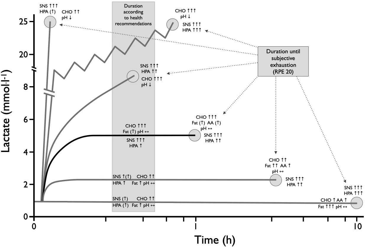 Exercise Strain lactate CHO FAT AA