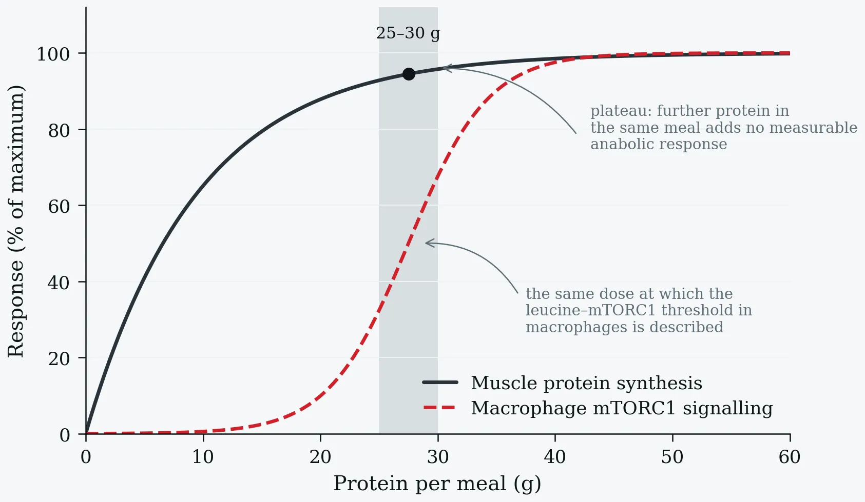 Muscle protein synthesis and macrophage mTORC1 signalling against protein per meal