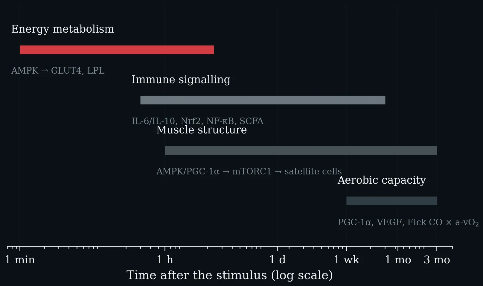 Timescales of the four adaptation domains after a short exercise bout