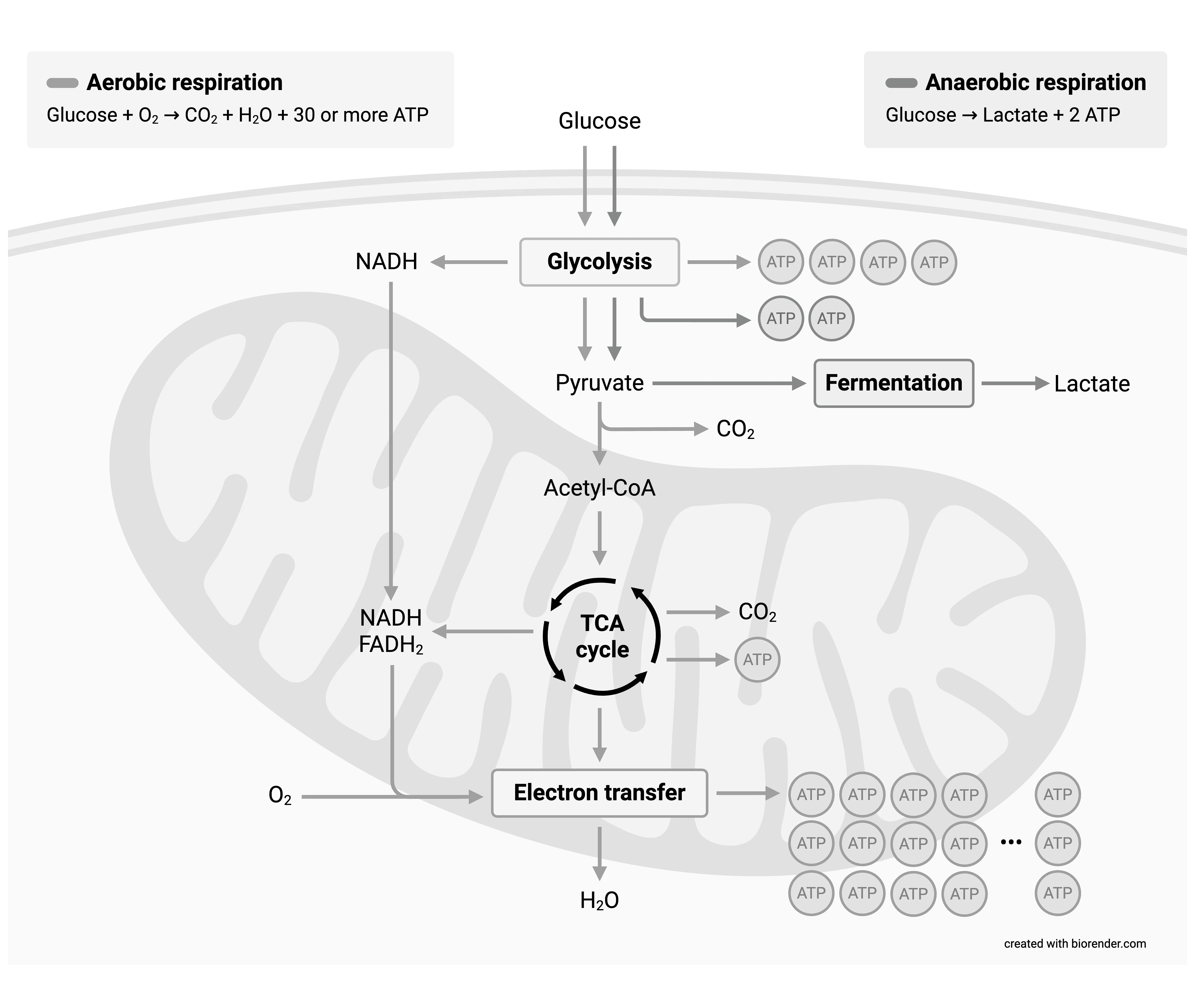Cellular Respiration
