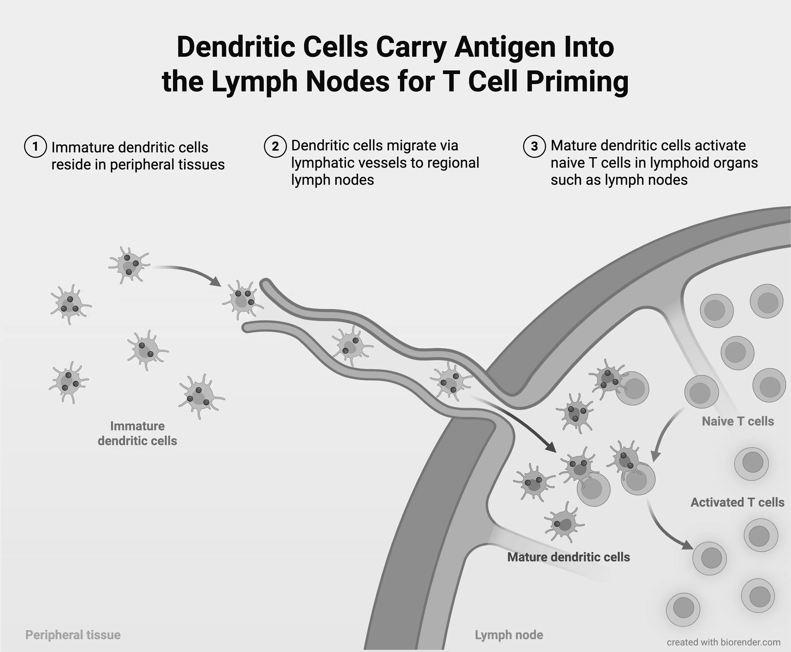Dendritic Cells Carry Antigen Into the Lymph Nodes for T Cell Priming
