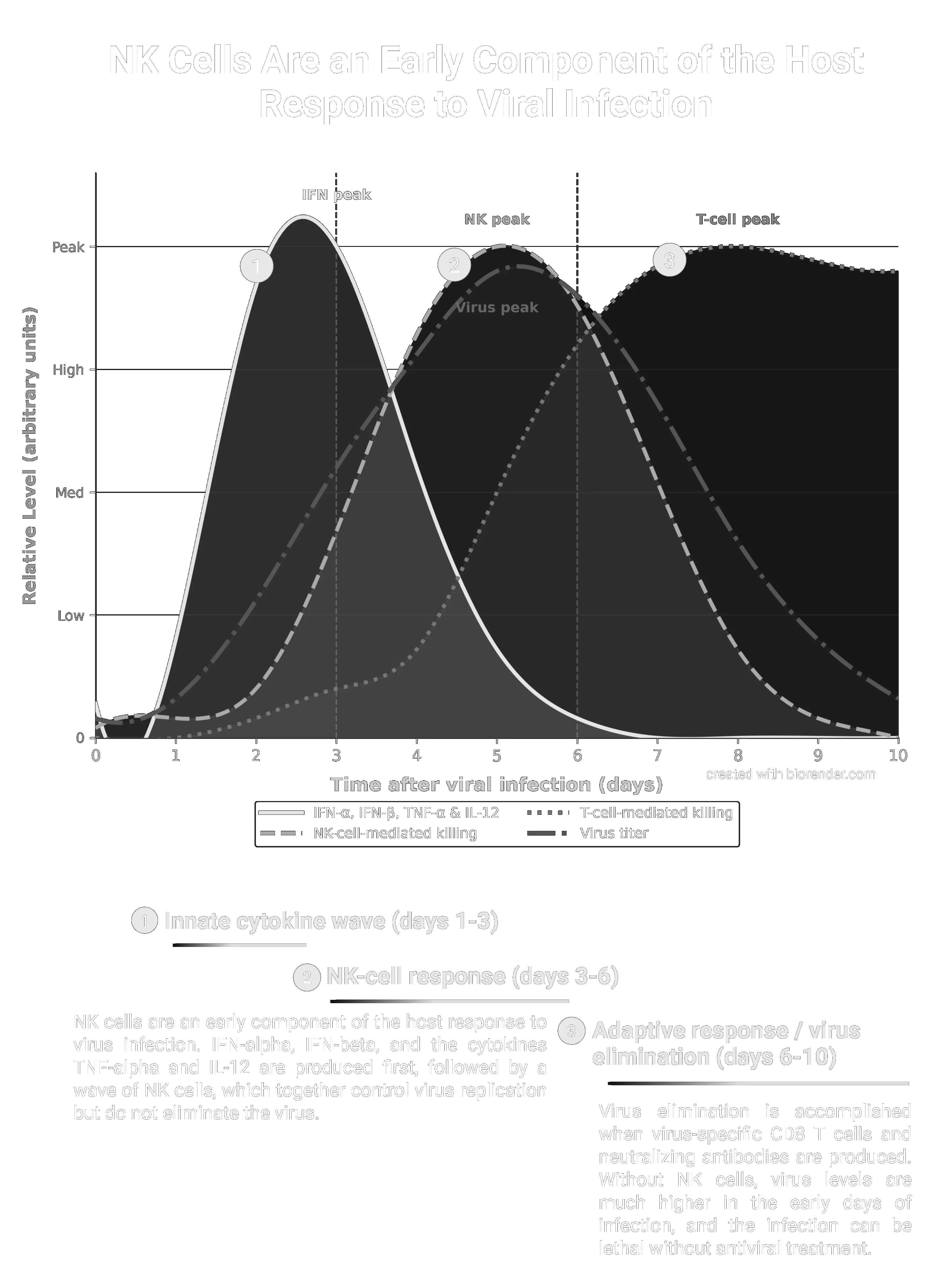 NK Cells and the Host Response to Virus Infection