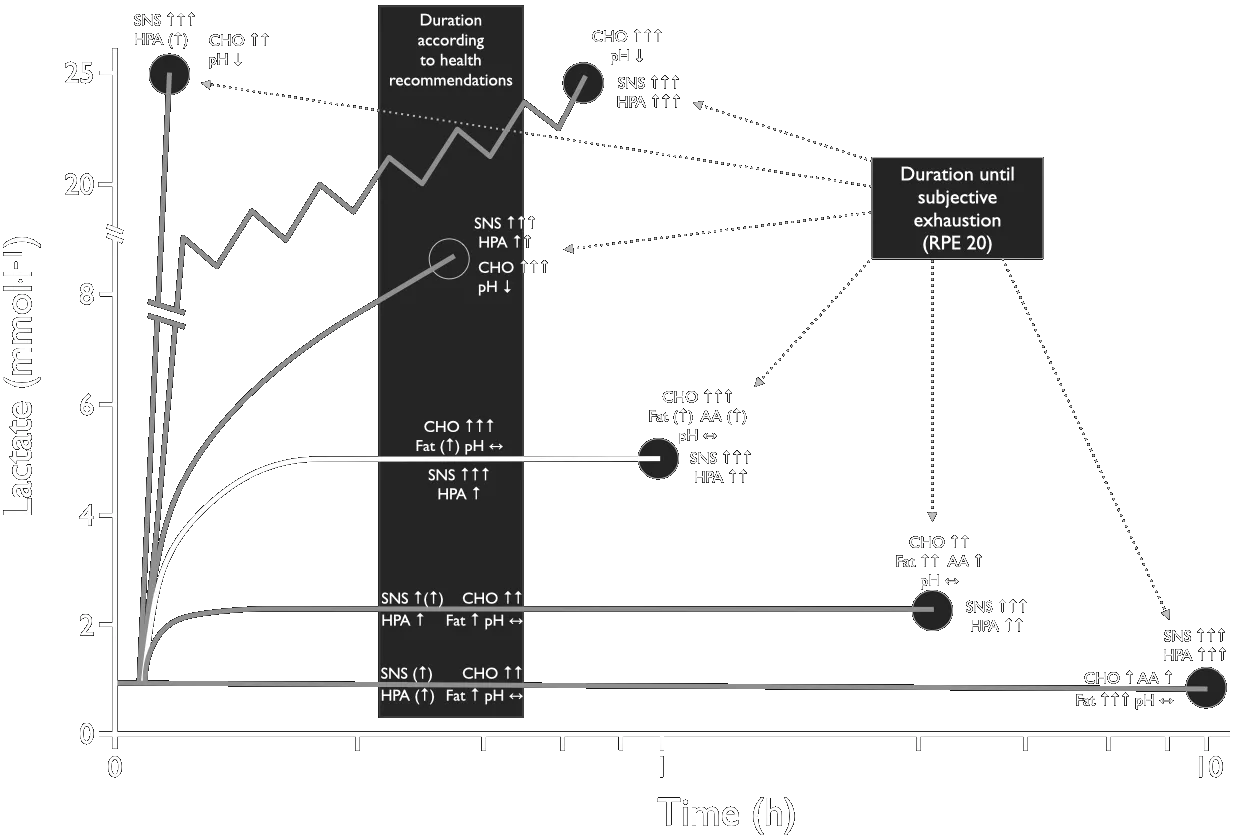 Exercise Strain lactate CHO FAT AA