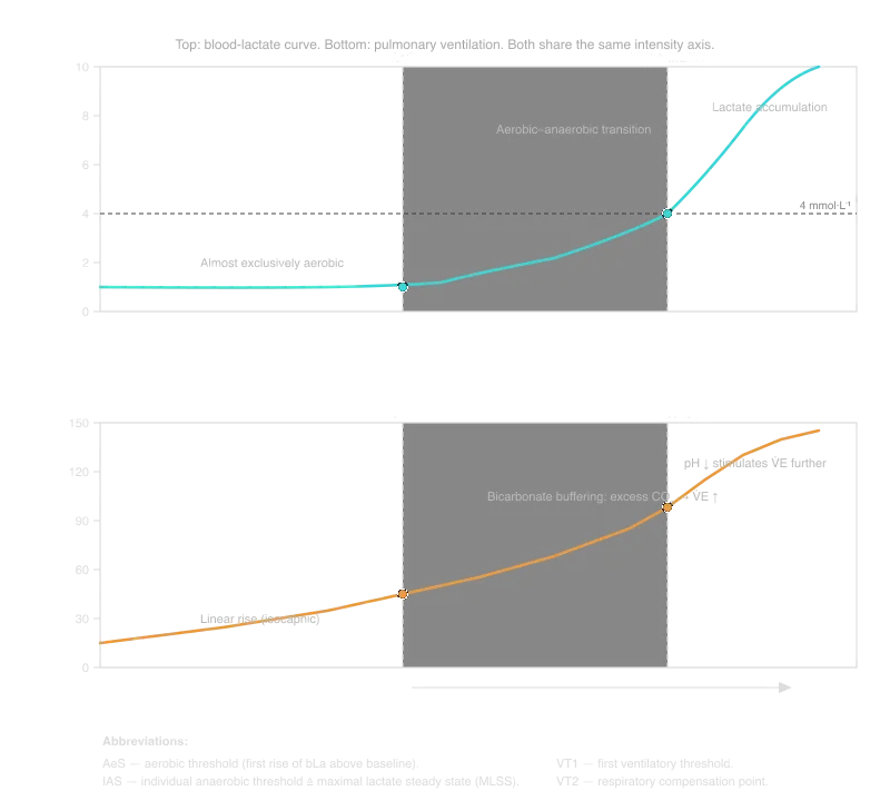 Aerobic-anaerobic transition during incremental exercise