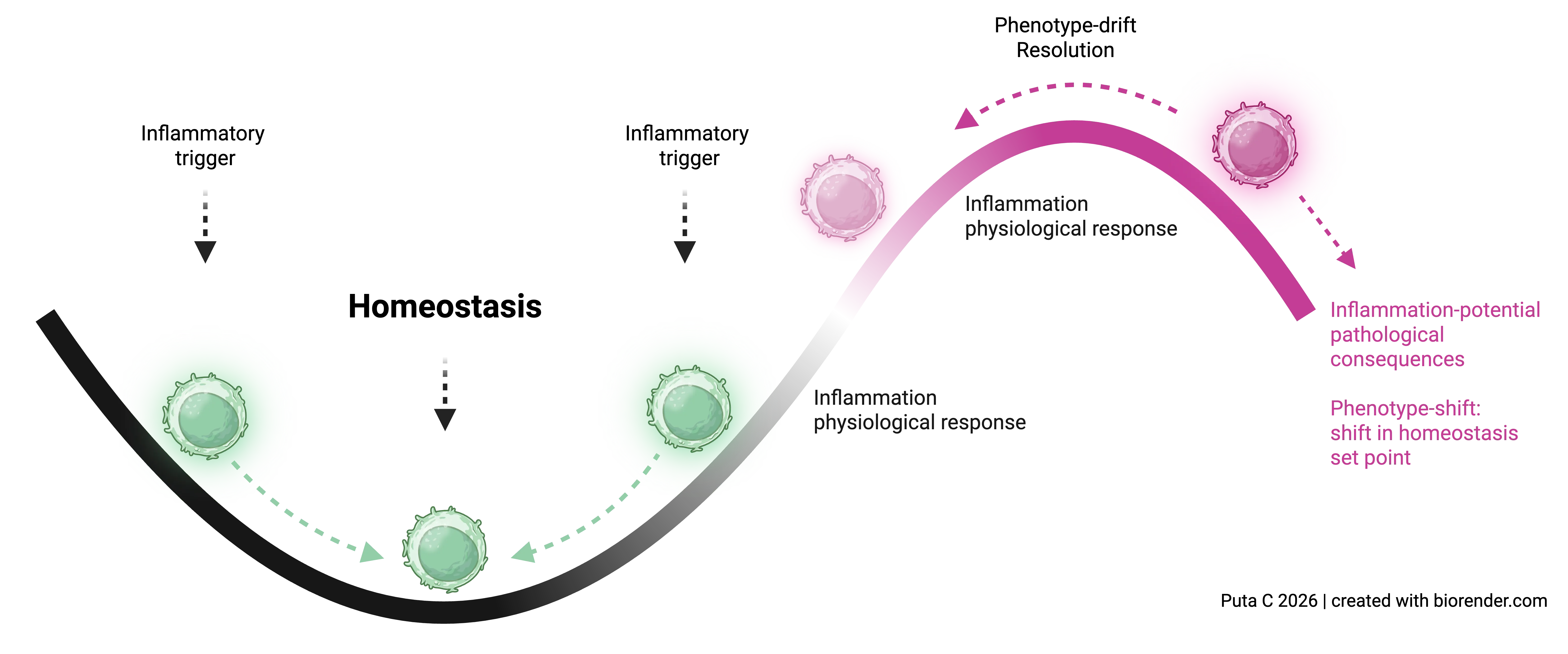 Homeostasis