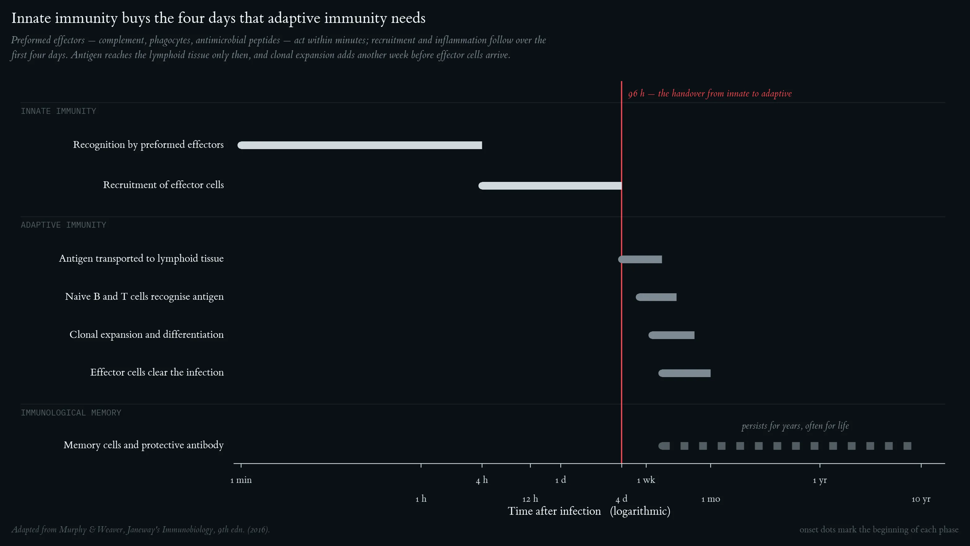 Phases of the Immune Response