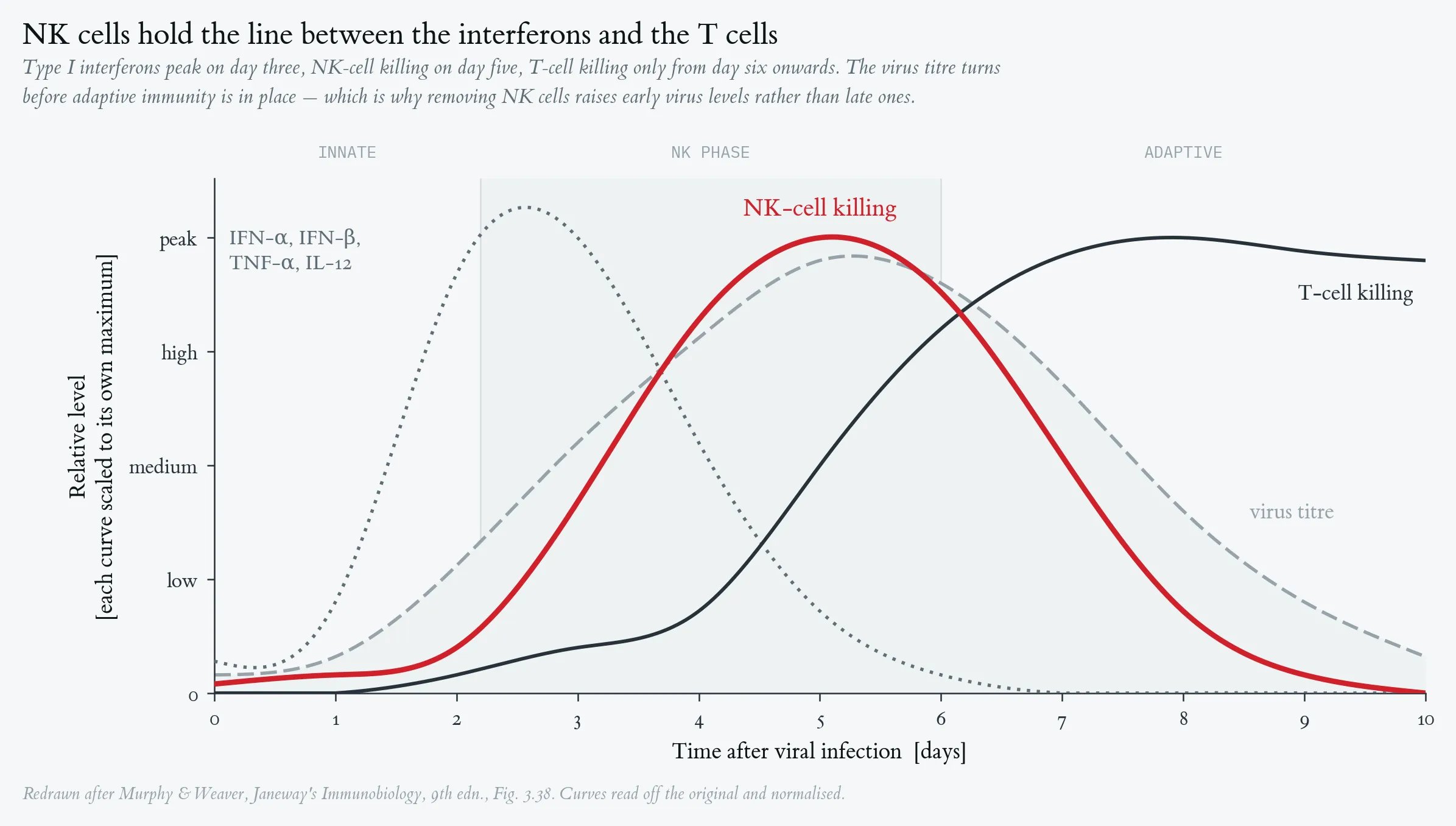NK Cells and the Host Response to Virus Infection
