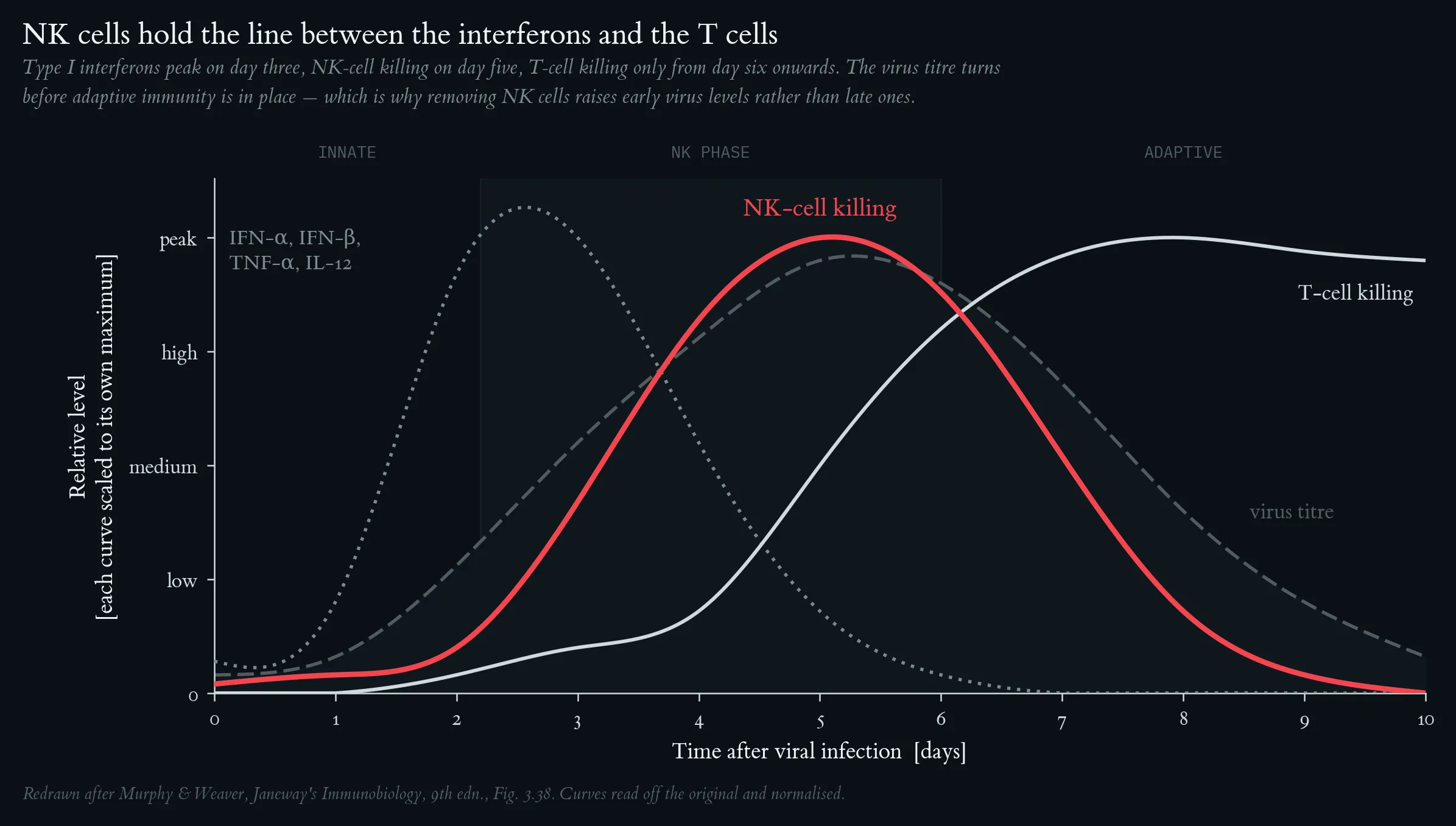 NK Cells and the Host Response to Virus Infection