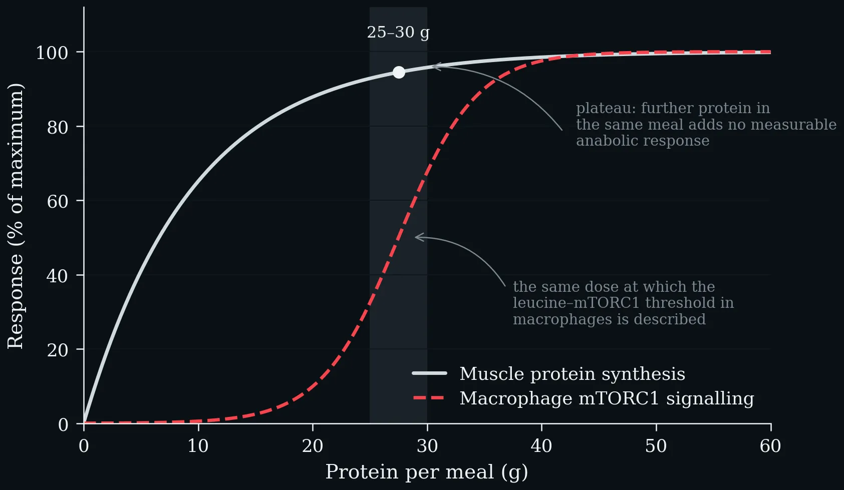Muscle protein synthesis and macrophage mTORC1 signalling against protein per meal